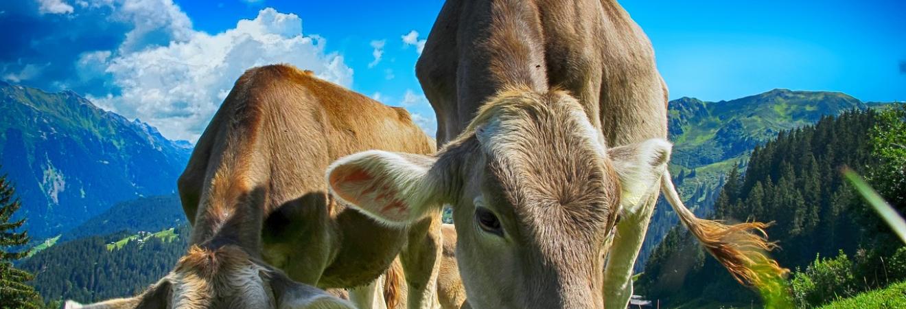Bauernhof Hilfe Tiere versorgen